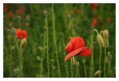 Mohn - Ein Rückblick in den Spätsommer