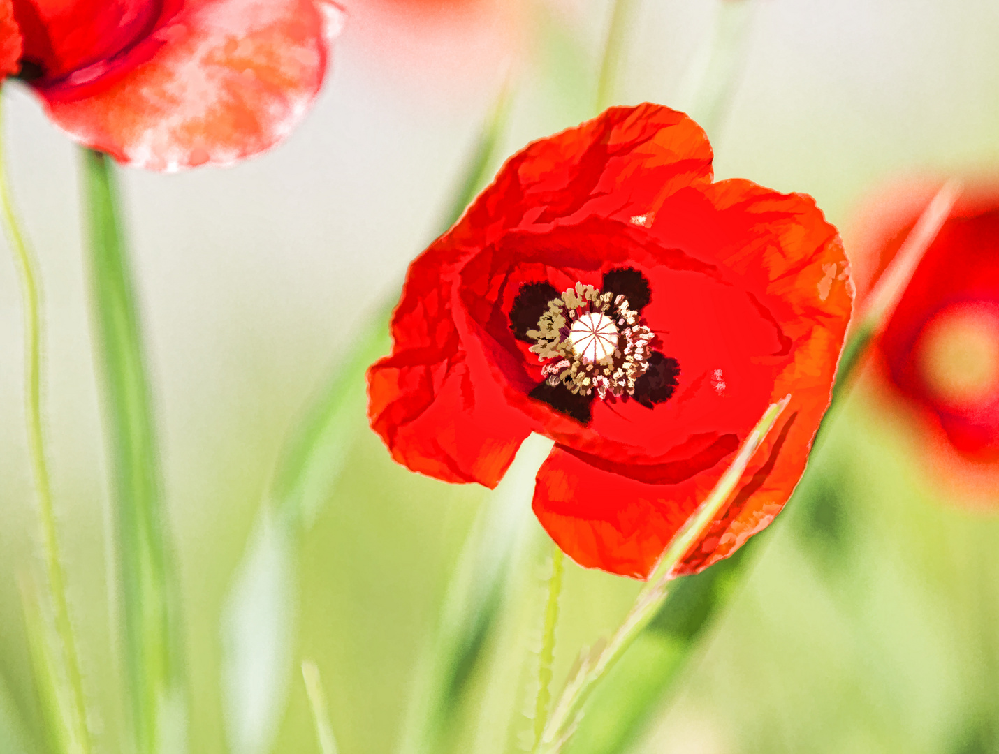 Mohn - ein wenig abstrakt