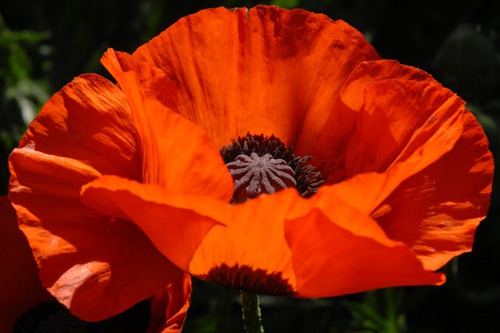 Mohn - eine fast perfekte Blüte