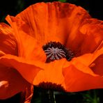 Mohn - eine fast perfekte Blüte