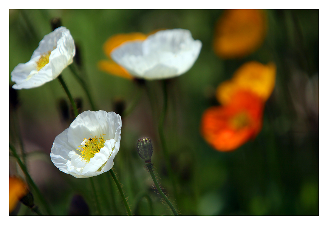 Mohn - eine meiner...