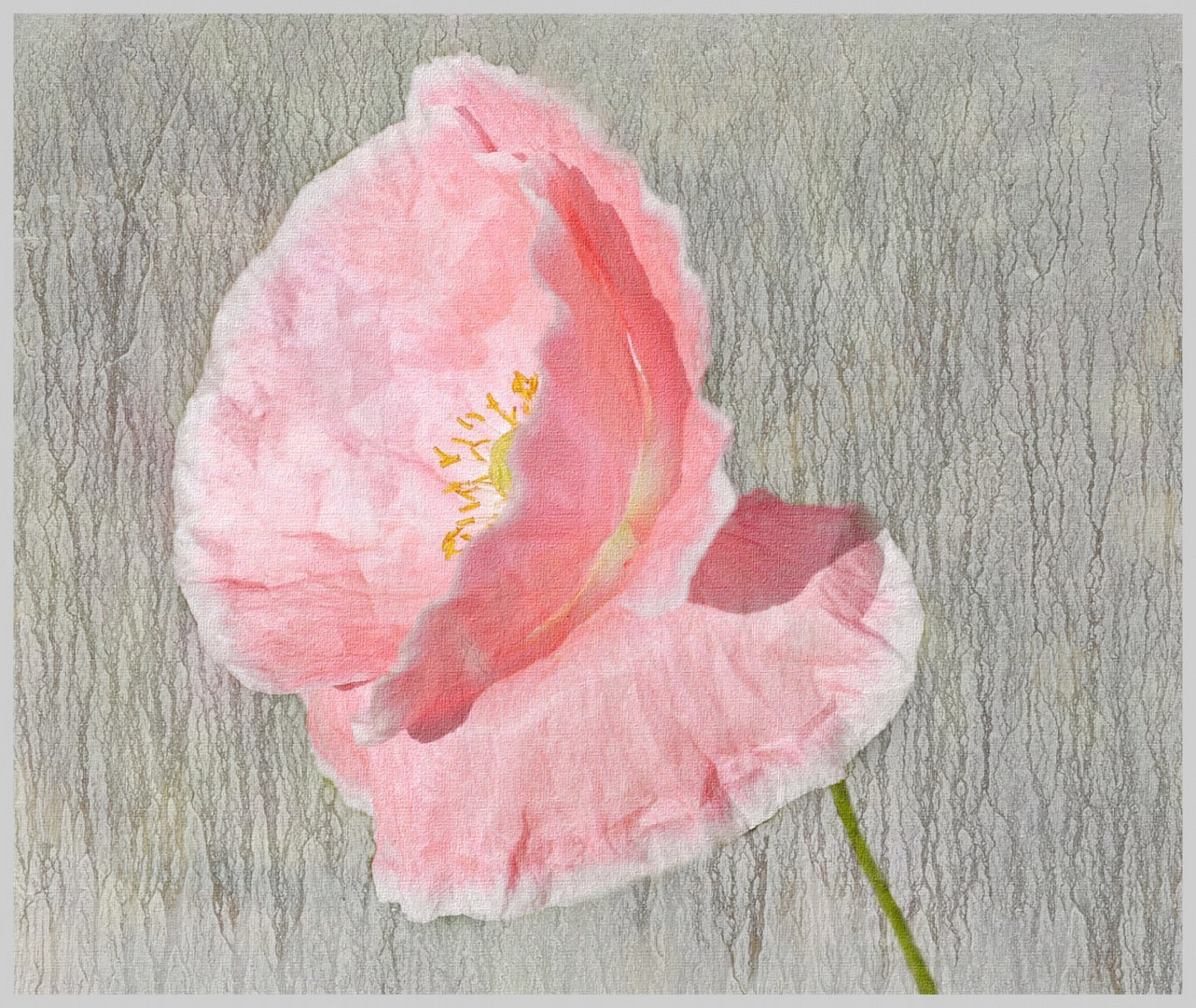 Mohn - Eine Schönheit auch in Pink