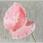 Mohn - Eine Schönheit auch in Pink