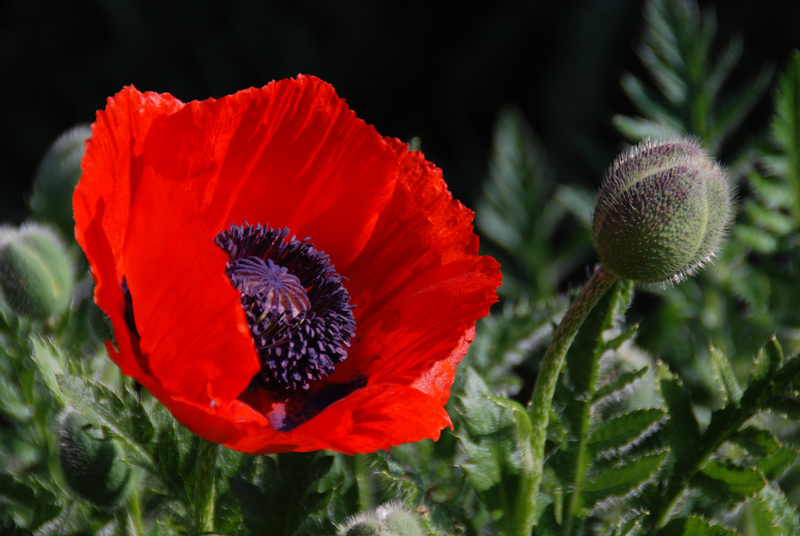 Mohn, eine wach, eine schläft