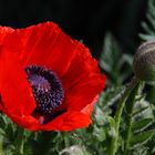 Mohn, eine wach, eine schläft