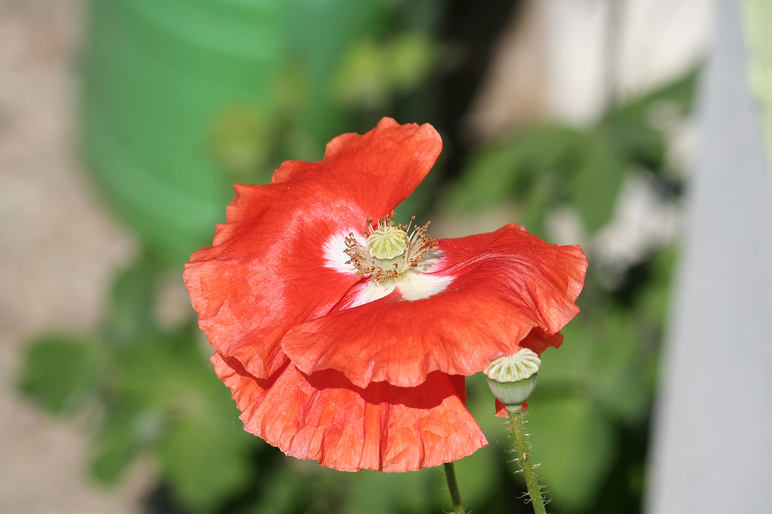 Mohn - eine zarte Schönheit