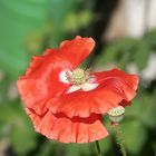 Mohn - eine zarte Schönheit