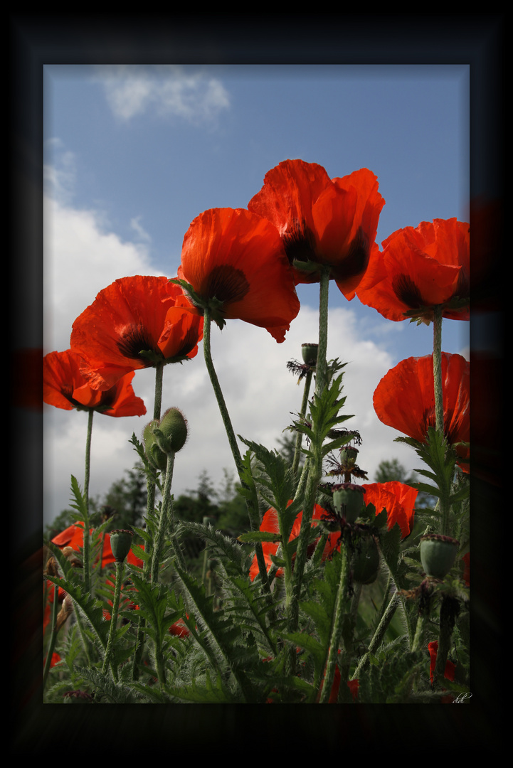 Mohn "Einfach nur Mohn