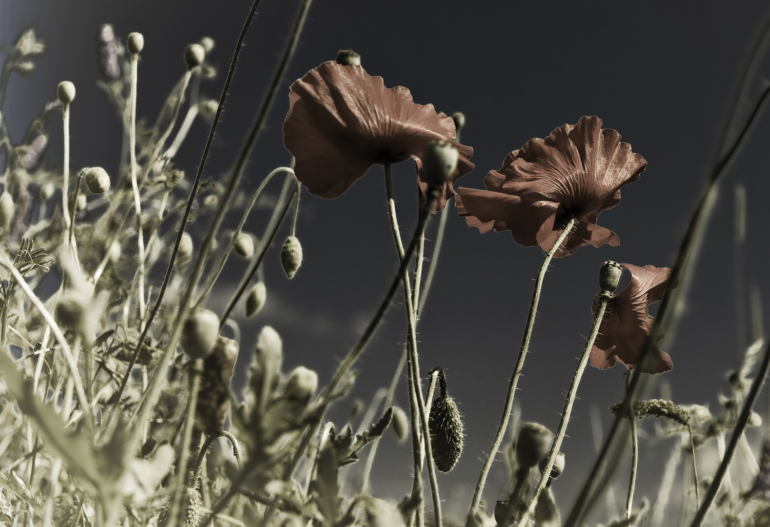 Mohn (einmal anders)