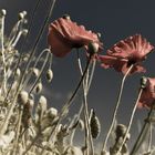 Mohn (einmal anders)