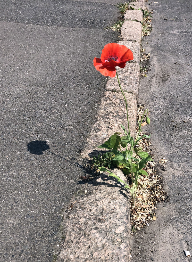 Mohn, einsam