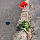 Mohn, einsam