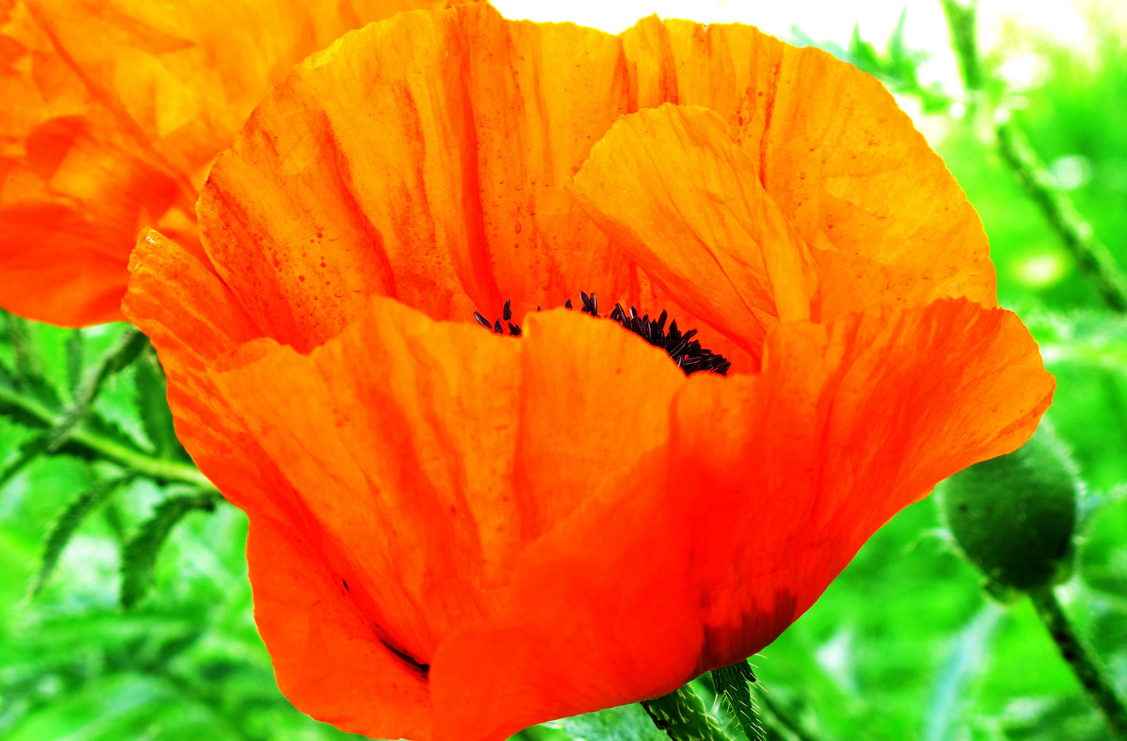 Mohn, endlich mal wieder.........