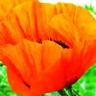 Mohn, endlich mal wieder.........