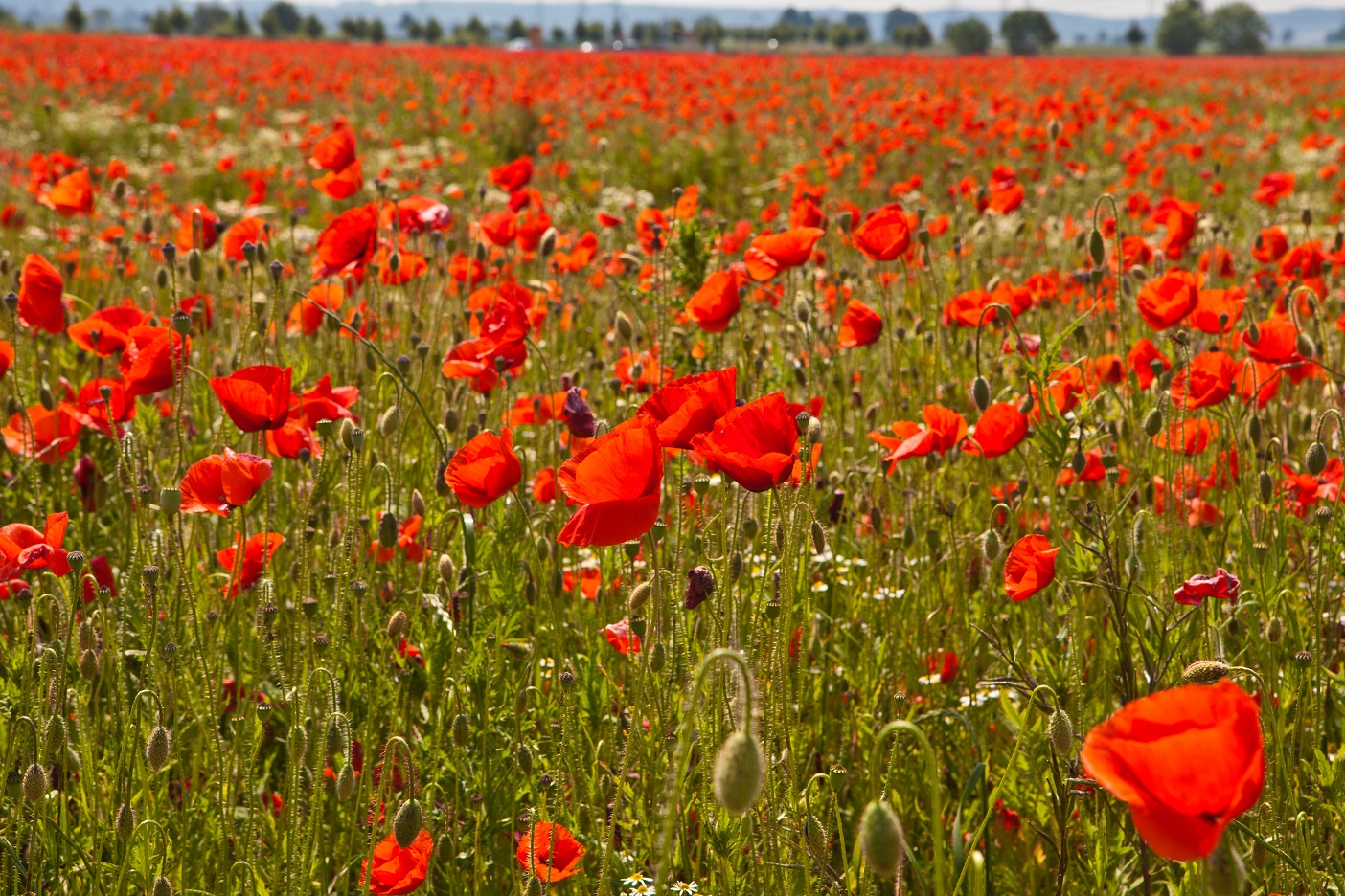 Mohn - endlos