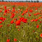 Mohn - endlos