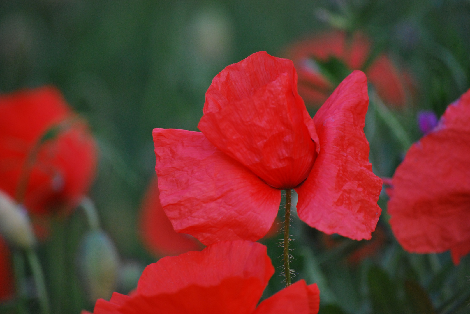 Mohn Engel