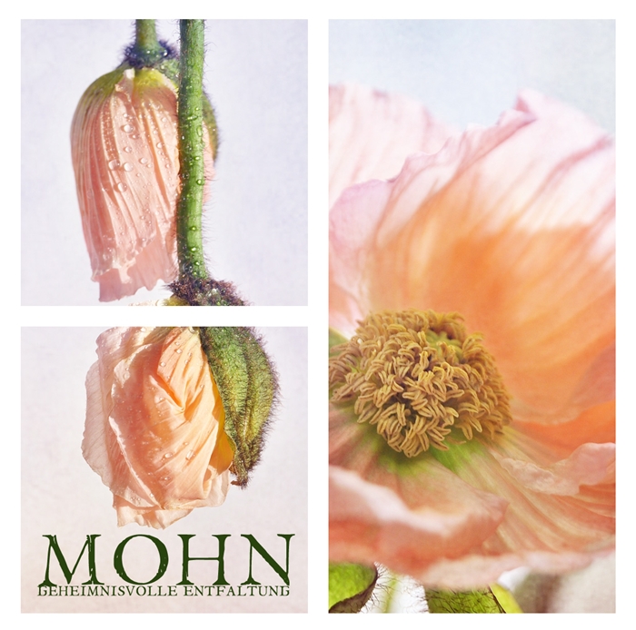 Mohn - Entfaltung