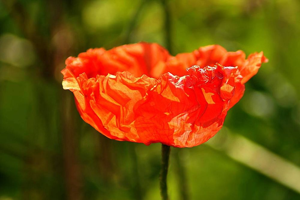 Mohn, erleuchtet......