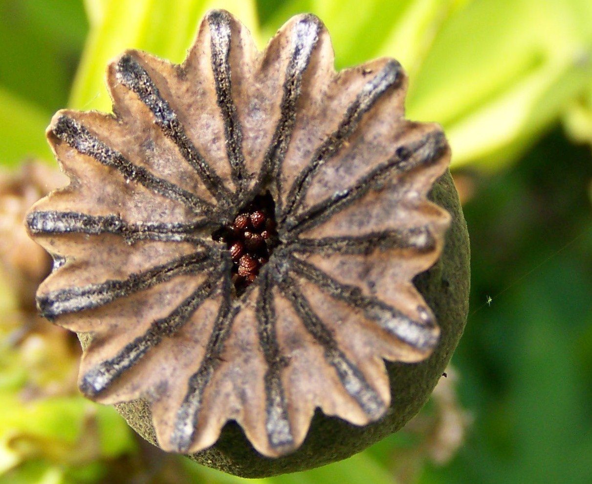 Mohn erntereif