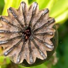 Mohn erntereif