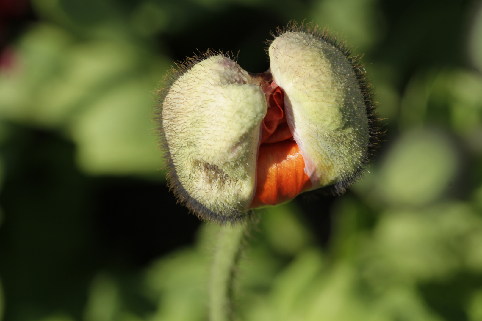 Mohn erwacht