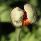 Mohn erwacht