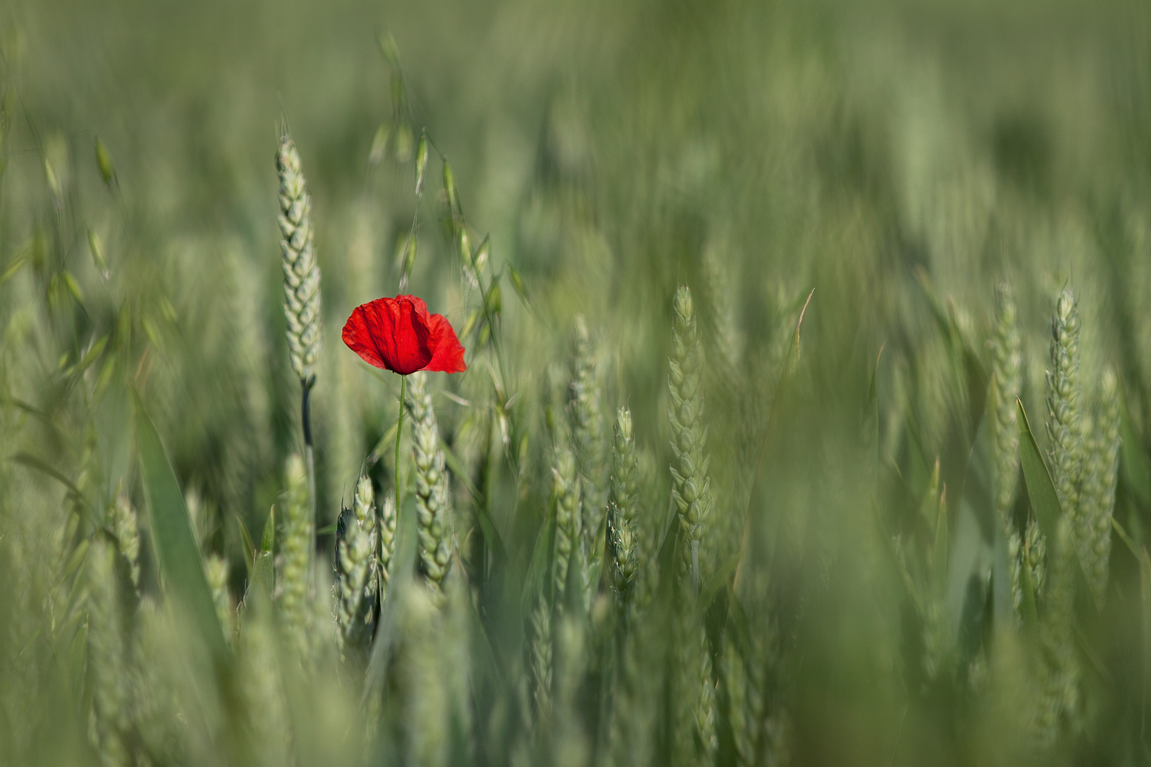 MOHN - Eure Meinung zu den Farben?