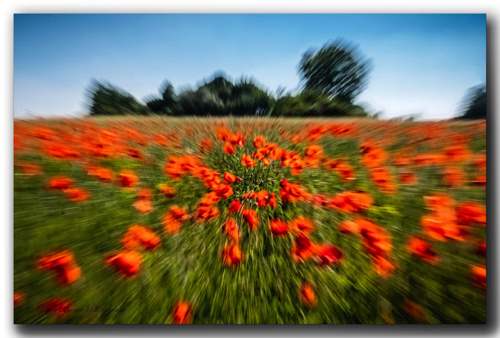 Mohn-Explosion