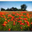 Mohn-Explosion