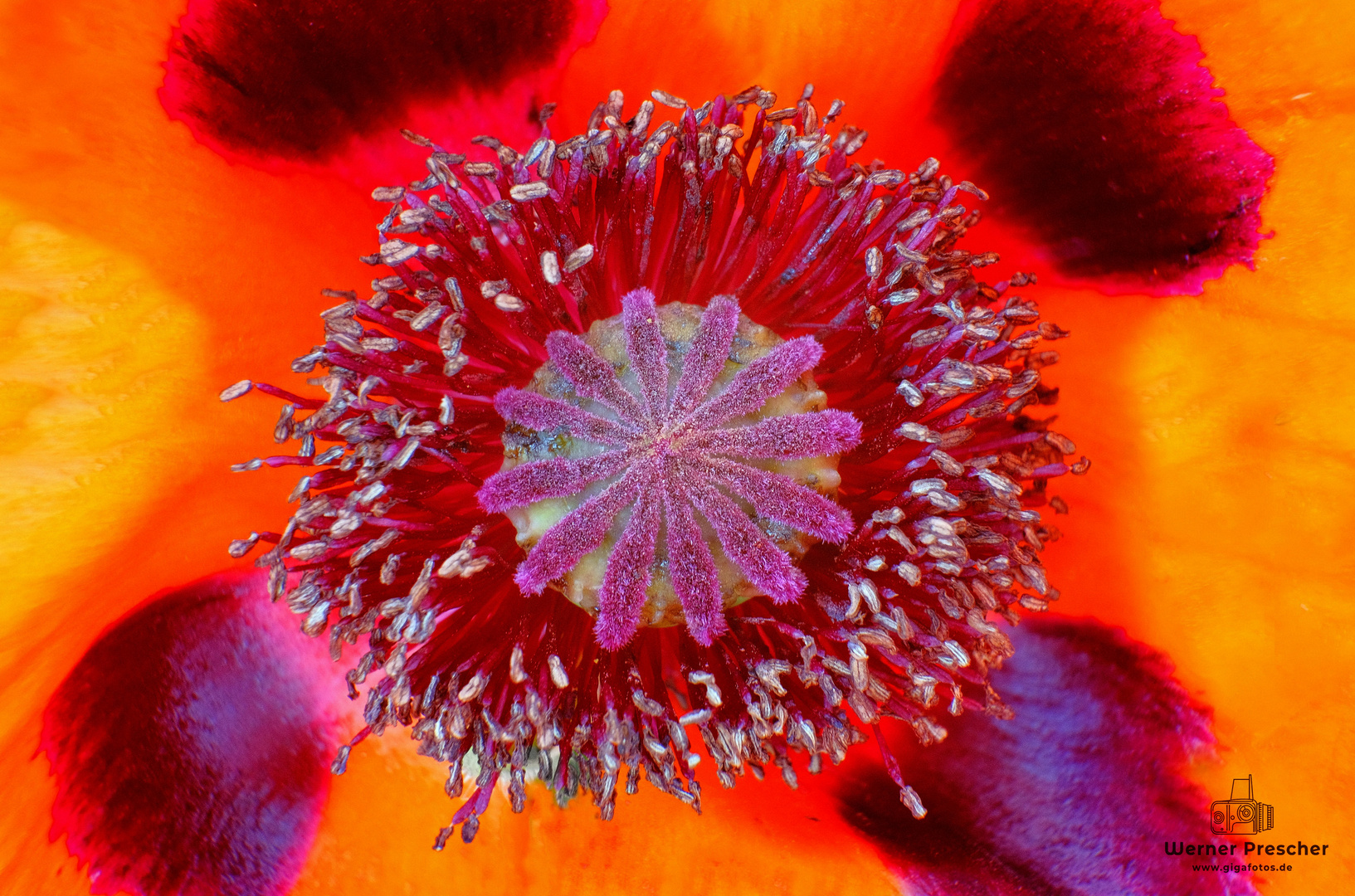 Mohn Explossion