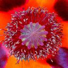 Mohn Explossion