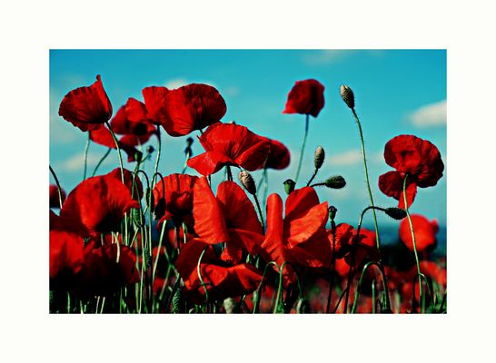 Mohn extrem