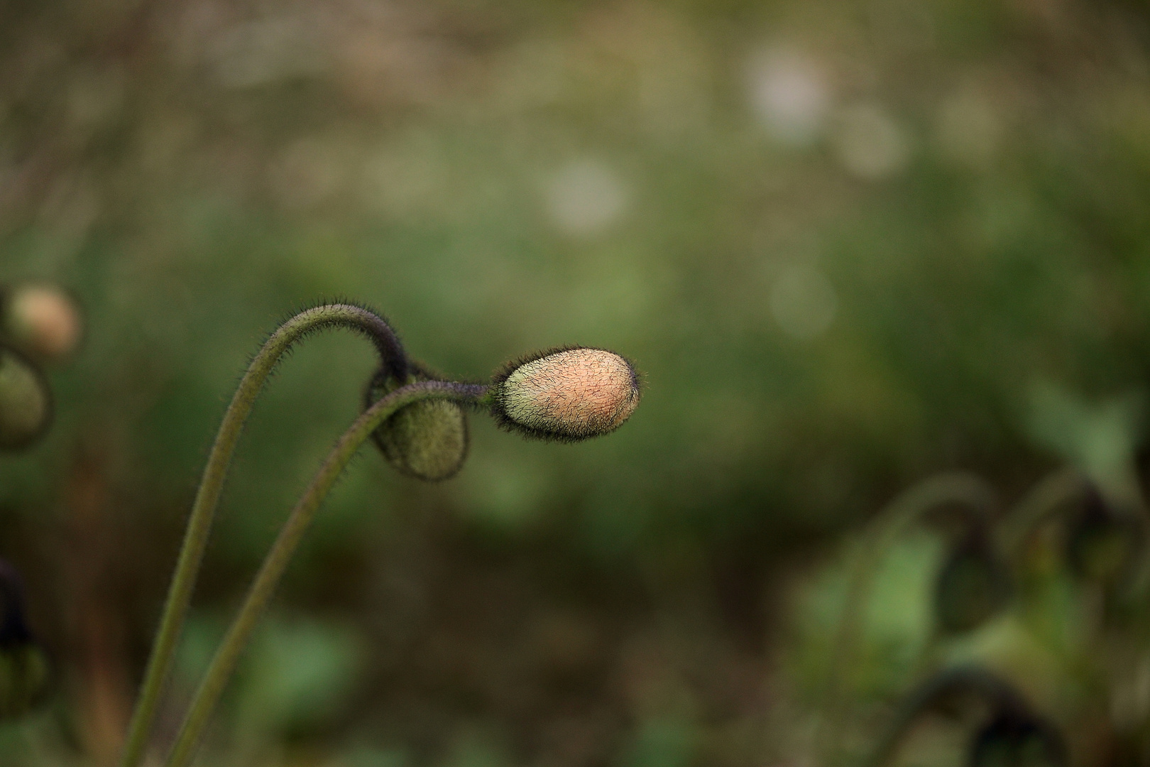 Mohn extrem winterhart