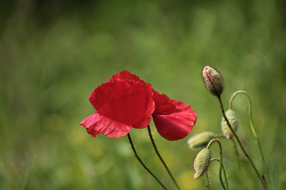 Mohn