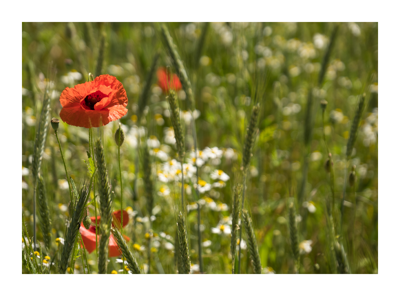 Mohn