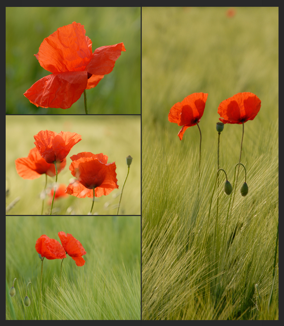 Mohn