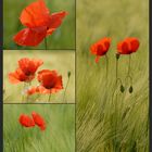 Mohn