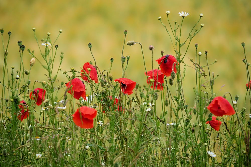 MOHN