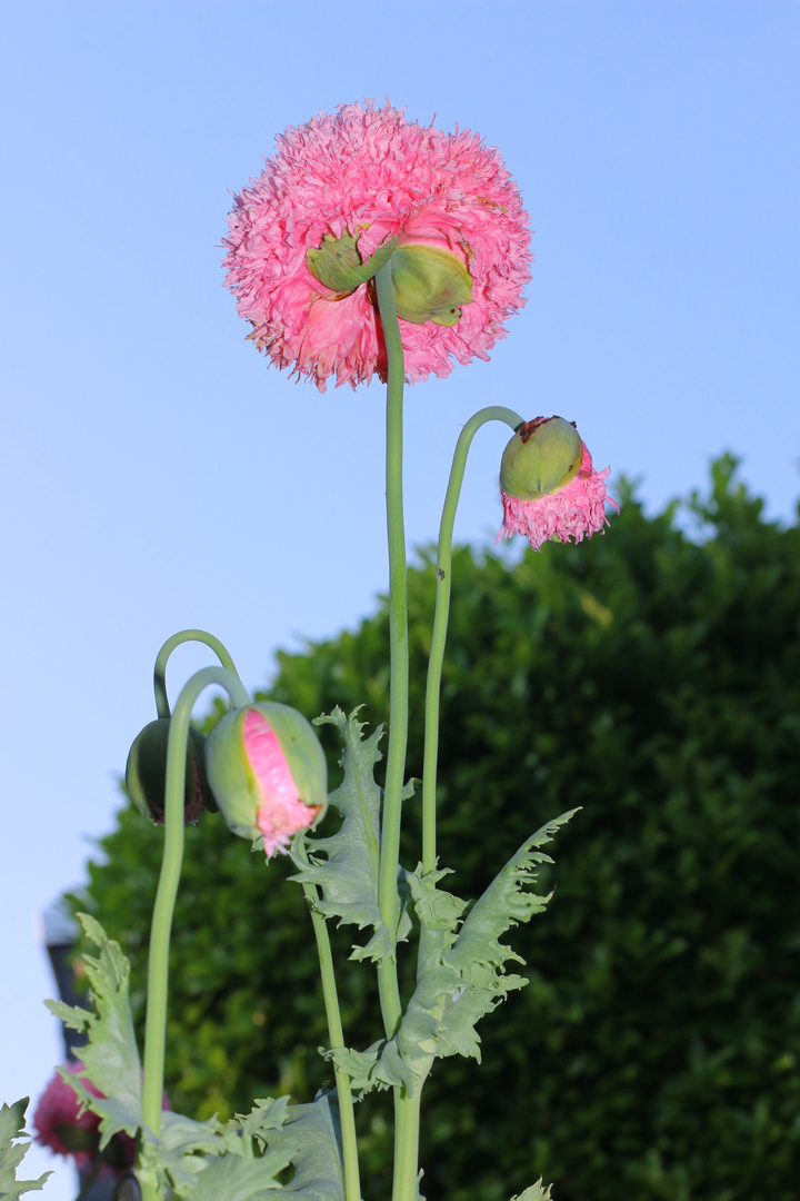 Mohn