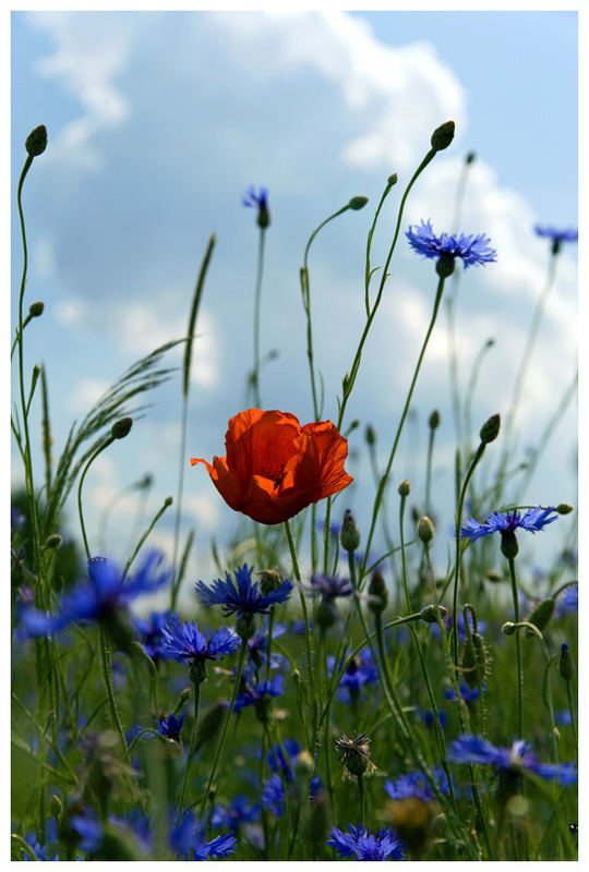 Mohn