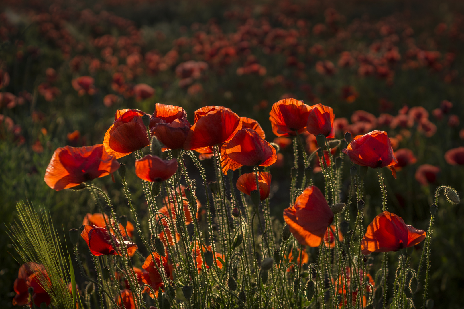 Mohn