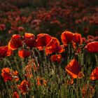 Mohn