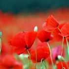 Mohn