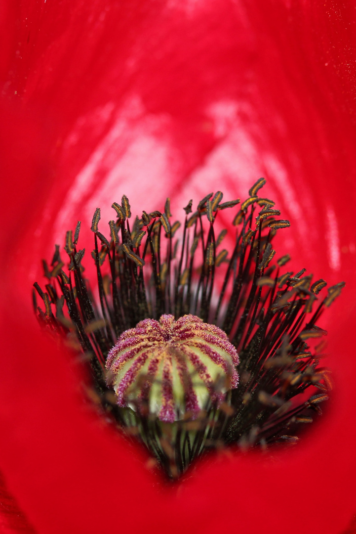 Mohn