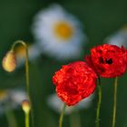 MOHN