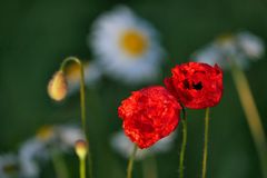 MOHN