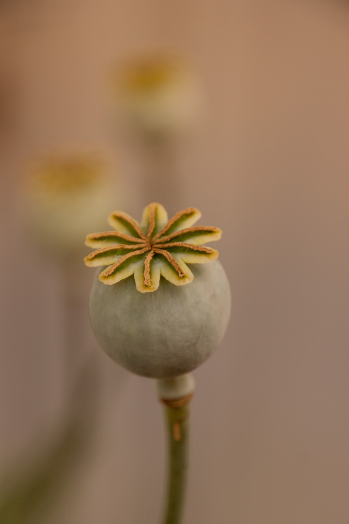 Mohn