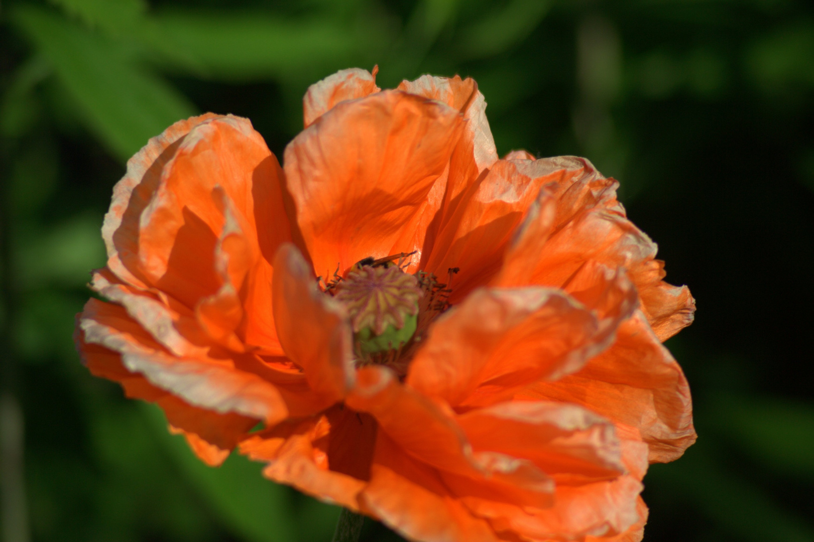 Mohn