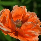 Mohn